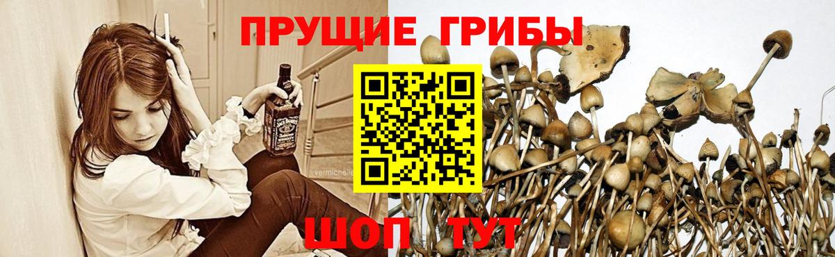 Галлюциногенные грибы Cubensis  Можга  Галлюциногенные грибы ЛСД 